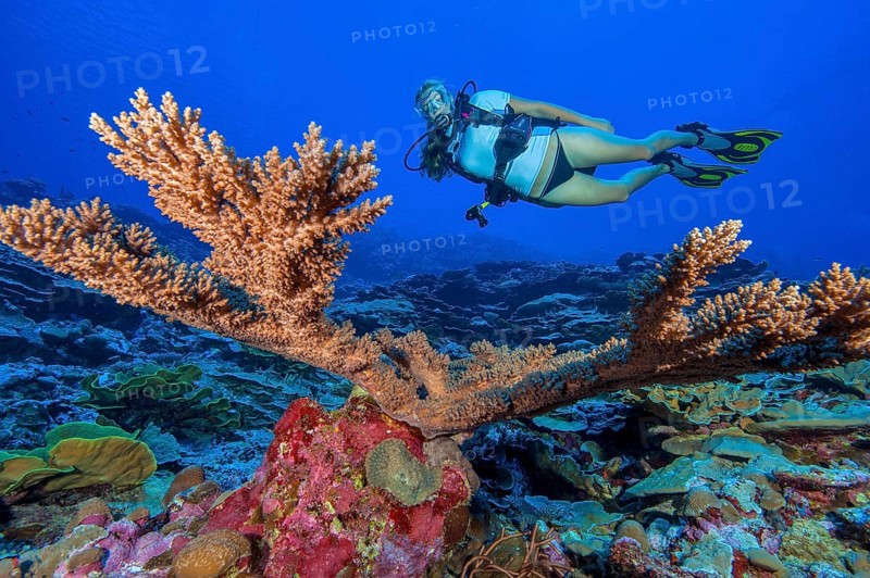 Underwater photo Diver looking at intact large staghorn coral (Acropora) without coral bleaching, Pacific Ocean, Yap Island, Yap State, Caroline Islands, Federated States of Micronesia FSM, Australia, Oceania