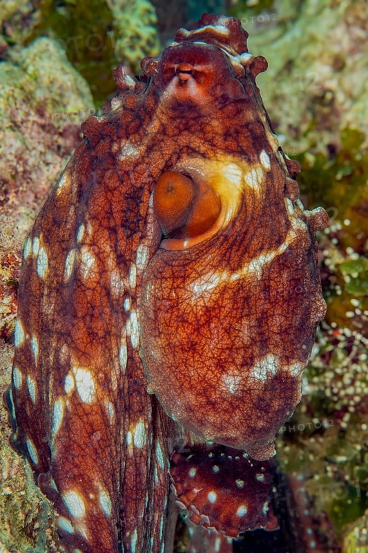 Common octopus (Octopus vulgaris) Octopus Cephalopod eight-armed squid erects itself changes skin colour for camouflage, lives worldwide in all temperate to tropical seas, international