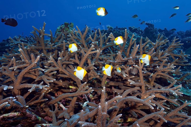 Underwater photo Group of small school of fish Pyramid butterflyfish (Hemitaurichthys polylepis) swimming over fragile staghorn coral (Acropora stony coral) Small polyp stony coral in coral reef threatened by climate change, Pacific Ocean