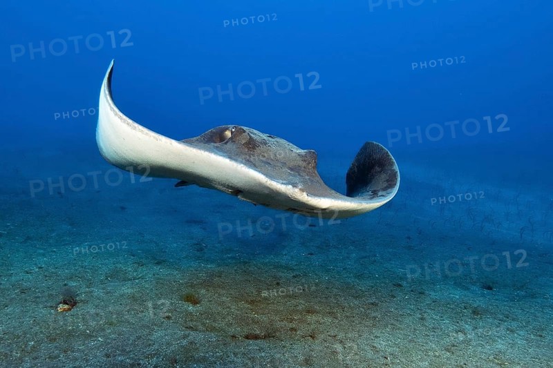 Rush-tailed stingray (Bathytoshia centroura) synonym (Dasyatis centroura) swimming towards observer, Eastern Atlantic, Canary Islands, Spain