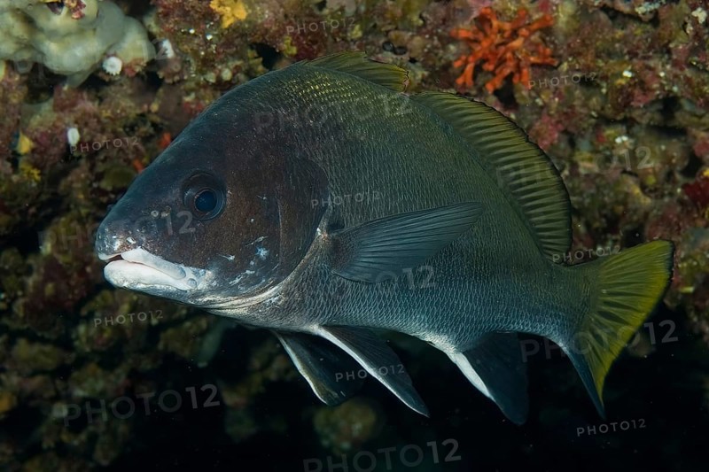 Underwater photo of grey mullet (Sciaena umbra) food fish hiding in grotto, Mediterranean Sea, Majorca, Balearic Islands, Spain