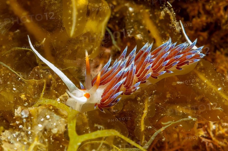 Underwater photo Migratory thread snail (Cratena peregrina) Nudibranch feeding on hydrozoa, Mediterranean Sea, Giglio Island, Tuscany, Italy