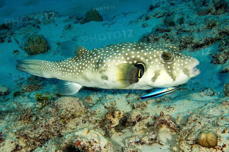 Symbiotic behaviour Symbiosis of white-spotted pufferfish (Arothron hispidus) being freed from parasites by Bluestreak cleaner wrasse (Labroides dimidiatus), Indian Ocean, Mauritius