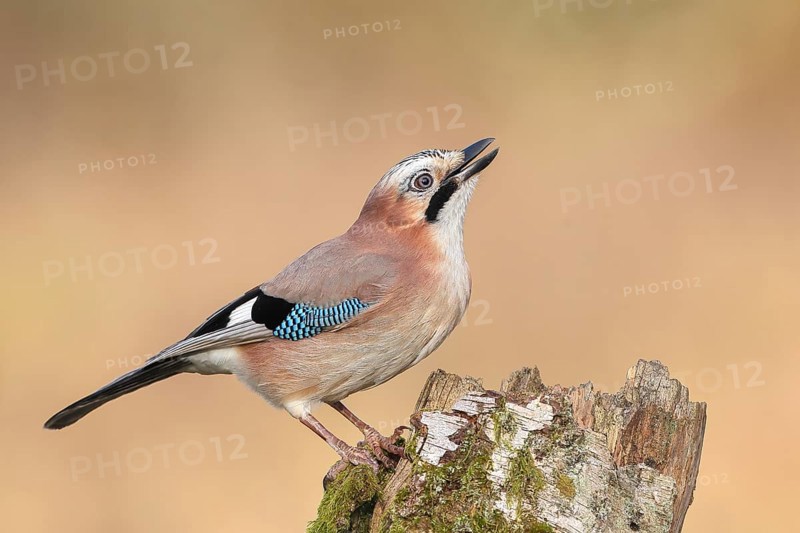 Eurasian Jay (Garrulus glandarius) sitting on a birch overgrown with moss, wildlife, corvid, nature photography, Siegerland, North Rhine-Westphalia, Germany