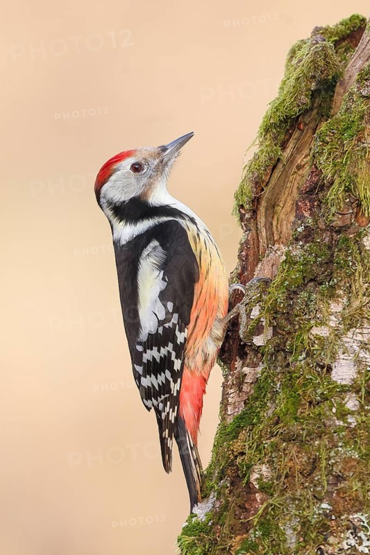 Middle spotted woodpecker (Dendrocopos medius), on a birch overgrown with moss, wildlife, woodpeckers, nature photography, Neunkirchen, autumn, Siegerland, North Rhine-Westphalia, Germany