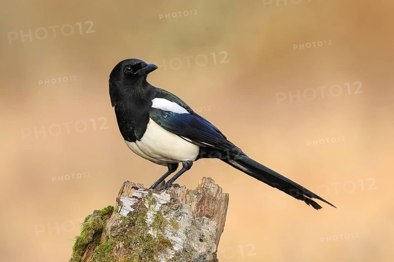 Magpie, (Pica pica) sitting on a birch overgrown with moss, wildlife, corvid, nature photography, Siegerland, North Rhine-Westphalia, Germany