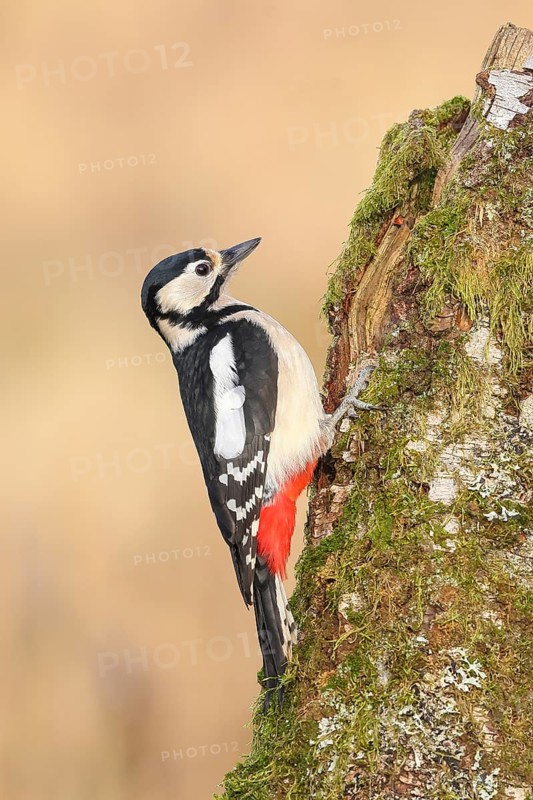 Great spotted woodpecker (Dendrocopus major), female on a birch overgrown with moss, wildlife, woodpeckers, nature photography, Neunkirchen, autumn, Siegerland, North Rhine-Westphalia, Germany