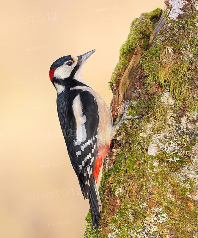 Great spotted woodpecker (Dendrocopus major), male on a birch overgrown with moss, wildlife, woodpeckers, nature photography, Neunkirchen, autumn, Siegerland, North Rhine-Westphalia, Germany