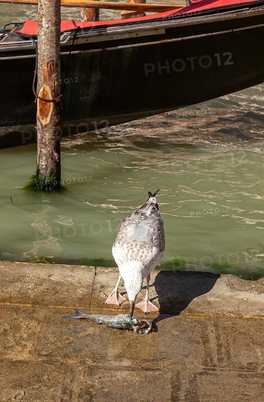 Seagull eats a fish fished in the canal, Venice, Veneto, Italy