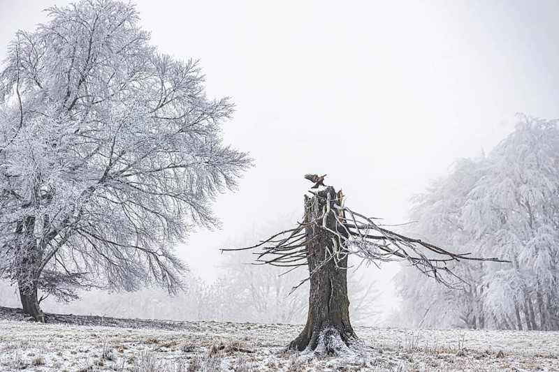 Winter landscape with broken tree stump in the Swabian Jura. A buzzard lands on the torso. hoarfrost. Münsingen, Baden-Württemberg, Germany