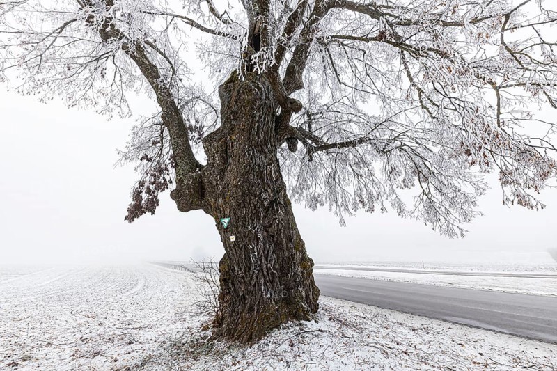 Lime tree, distinctive tree in the Heroldstatt district in the Swabian Jura. The Lindele natural monument with hoarfrost in winter. Heroldstatt, Baden-Württemberg, Germany