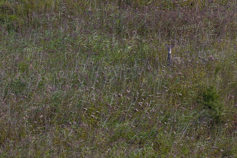 Motionless eyes in white-tailed deer (Odocoileus virginianus) female from a large reed bed, released into the wild, Germany