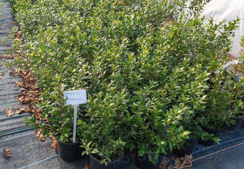 Myrtus Communis plants on display, Swann's nursery garden centre, Bromeswell, Woodbridge, Suffolk, England, UK 30 Dec 2025