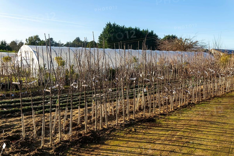 Line of trees on display, Swann's nursery garden centre, Bromeswell, Woodbridge, Suffolk, England, UK 30 Dec 2025