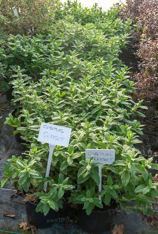 Cistus Sunset plants on display, Swann's nursery garden centre, Bromeswell, Woodbridge, Suffolk, England, UK 30 Dec 2025