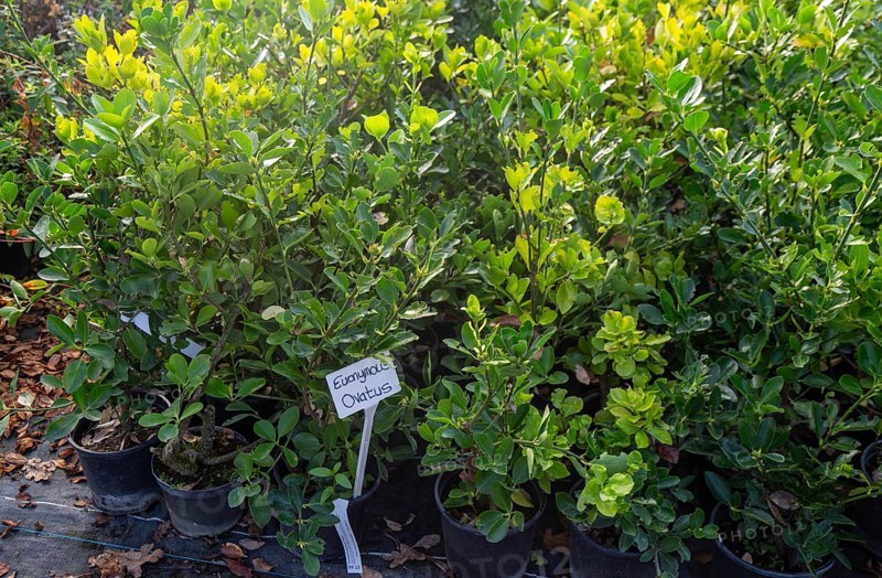 Euonymus Ovatus plants on display, Swann's nursery garden centre, Bromeswell, Woodbridge, Suffolk, England, UK 30 Dec 2025