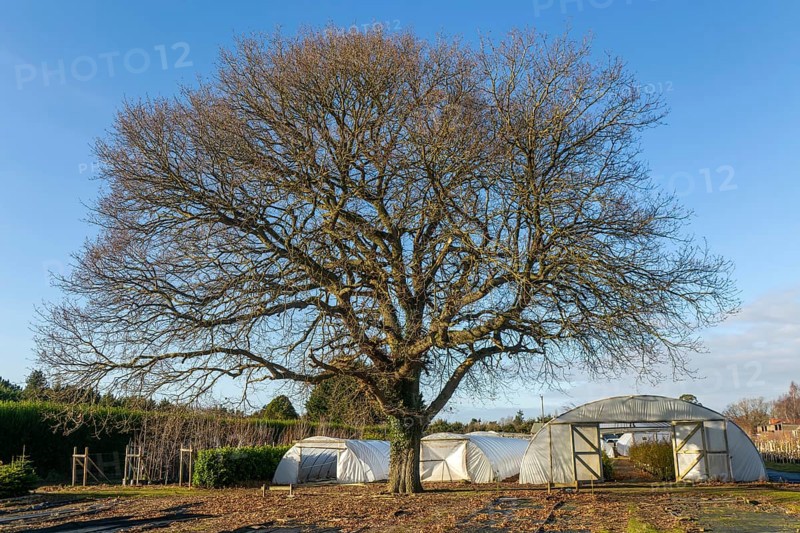 Mature leafless oak tree, Swann's nursery garden centre, Bromeswell, Woodbridge, Suffolk, England, UK 30 Dec 2025