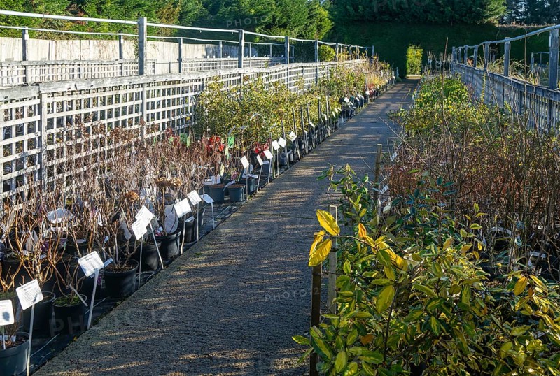 Shrubs on display in lines, Swann's nursery garden centre, Bromeswell, Woodbridge, Suffolk, England, UK 30 Dec 2025