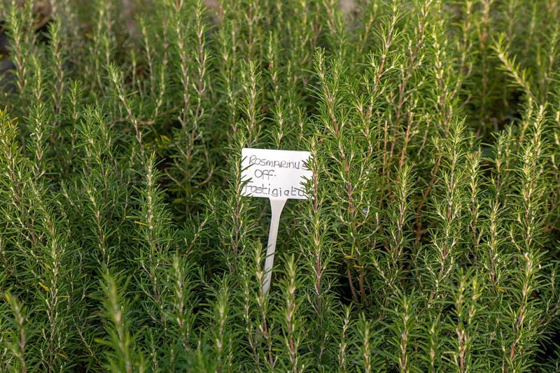 Rosmarinus Fastigiatus plants on display, Swann's nursery garden centre, Bromeswell, Woodbridge, Suffolk, England, UK 30 Dec 2025