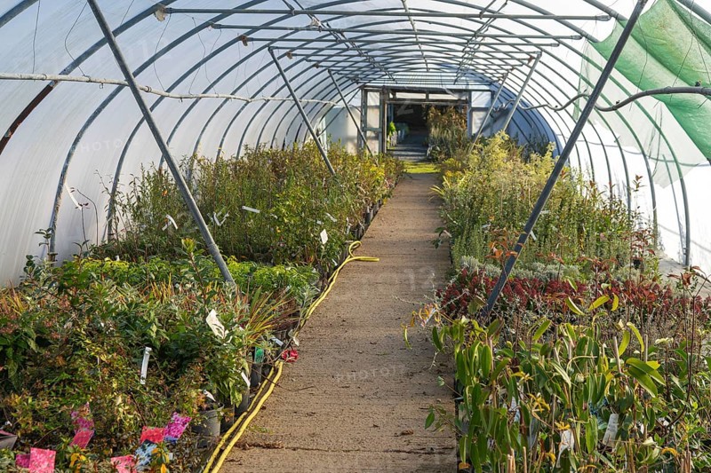 Plants growing inside polytunnel, Swann's nursery garden centre, Bromeswell, Woodbridge, Suffolk, England, UK 30 Dec 2025