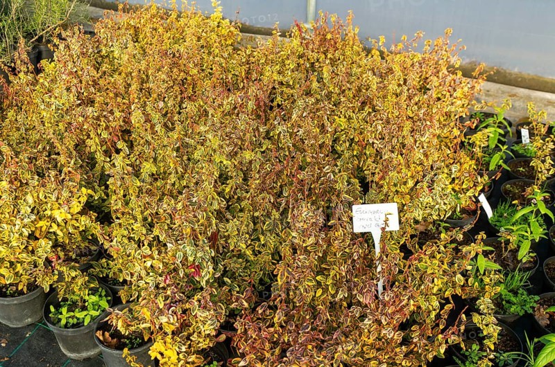Euonymus Emerald and Gold plants on display, Swann's nursery garden centre, Bromeswell, Woodbridge, Suffolk, England, UK 30 Dec 2025