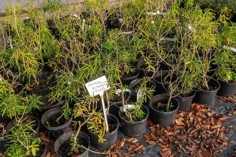 Choisya Aztec Pearl plants on display, Swann's nursery garden centre, Bromeswell, Woodbridge, Suffolk, England, UK 30 Dec 2025