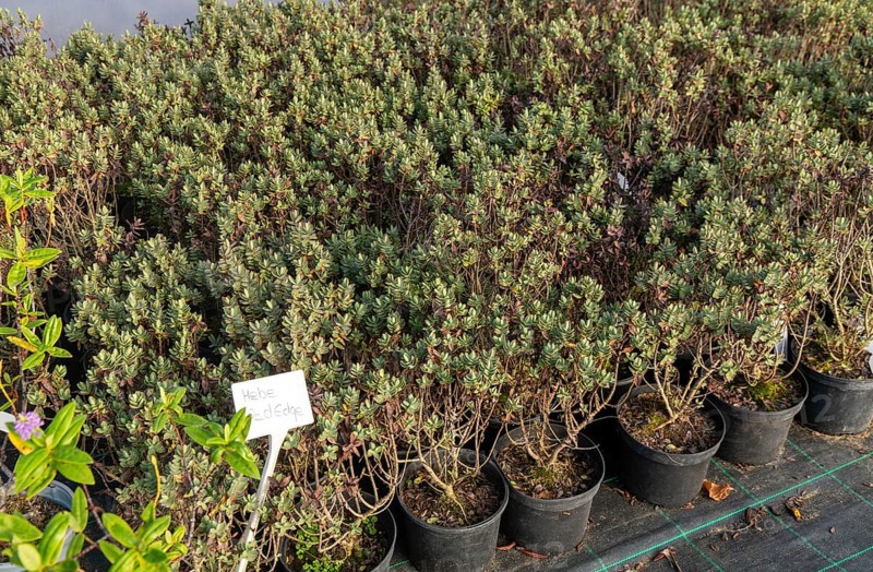 Hebe Red Edge plants on display, Swann's nursery garden centre, Bromeswell, Woodbridge, Suffolk, England, UK 30 Dec 2025