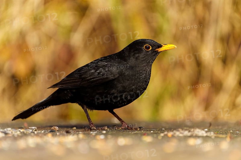 Side view of a blackbird with yellow beak on the ground, Blackbird (Turdus merula), wildlife, Germany