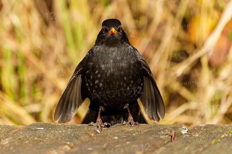 Frontal view of a blackbird with yellow beak on a wooden floor, Blackbird (Turdus merula), wildlife, Germany