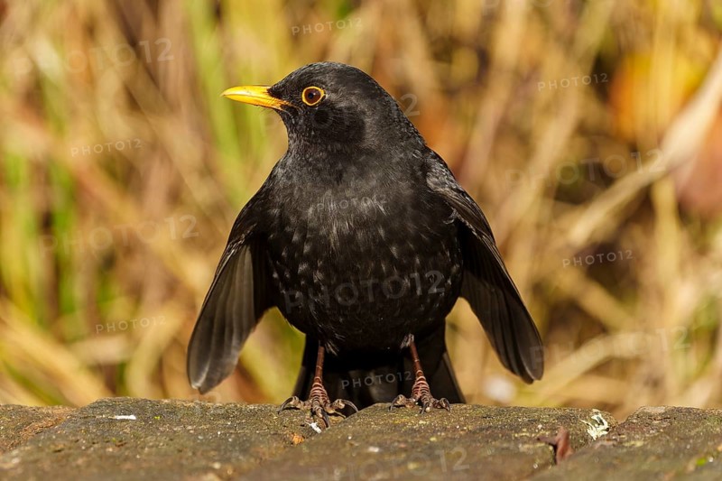 Black blackbird with yellow beak sitting on a forest floor with blurred background, Blackbird (Turdus merula), wildlife, Germany