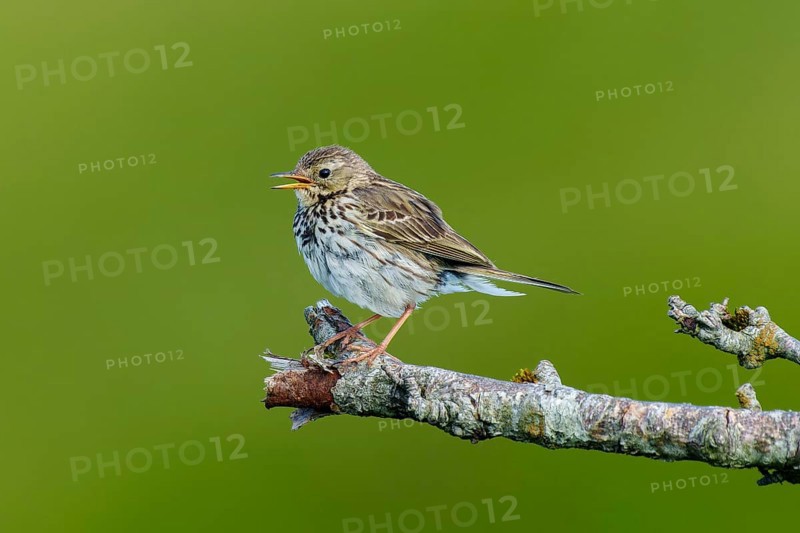 A small bird sits on a branch and sings in the middle of a green environment, mountain pipit (Anthus spinoletta), wildlife, France