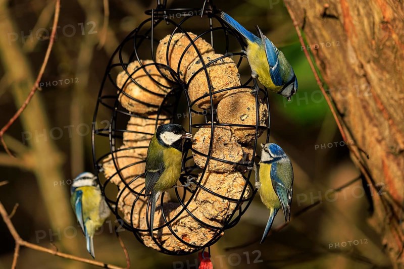 Different tit species at a round feeding station in a wooded background, blue tit (Cyanistes caeruleus), wildlife, Germany