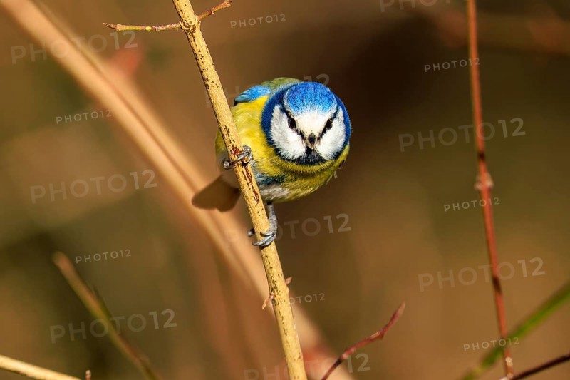 Blue tit sitting upright on a thin branch and looking forwards, Blue tit (Cyanistes caeruleus), wildlife, Germany
