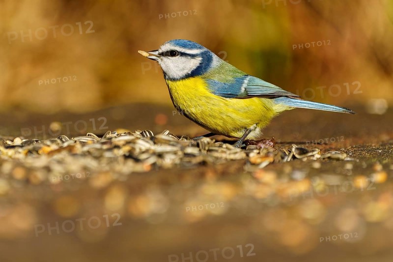 A blue tit eating seeds from the ground in the wild, blue tit (Cyanistes caeruleus), wildlife, Germany
