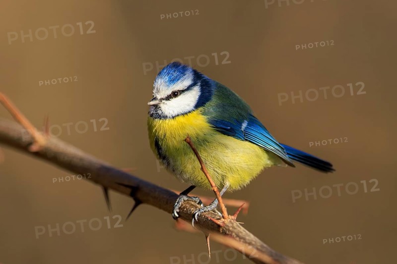 Blue tit sitting upright on a bare thorn branch with focus on the plumage, Blue tit (Cyanistes caeruleus), wildlife, Germany