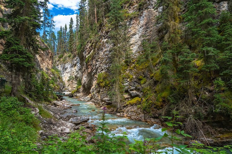 Scenic view of bow river flowing through the lush green moss covered canyon walls of johnston canyon in banff national park, alberta, canada, showcasing nature's beauty and tranquility