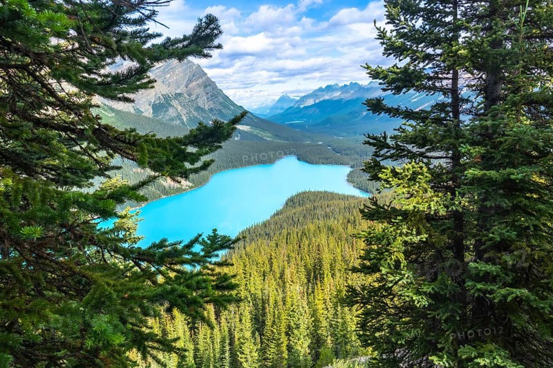Turquoise peyto lake meanders through a valley, framed by majestic pine trees and mountain peaks in banff national park, alberta, canada, creating a breathtaking natural landscape