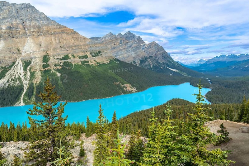Turquoise peyto lake is shining under the summer sun in banff national park, surrounded by lush vegetation and the imposing canadian rockies