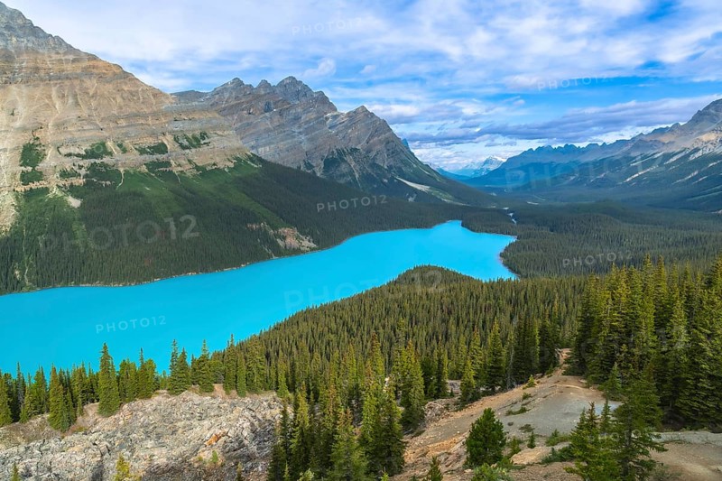 Peyto lake, nestled in the canadian rockies of banff national park, features stunning turquoise waters surrounded by lush forests and majestic mountain peaks under a vibrant blue sky