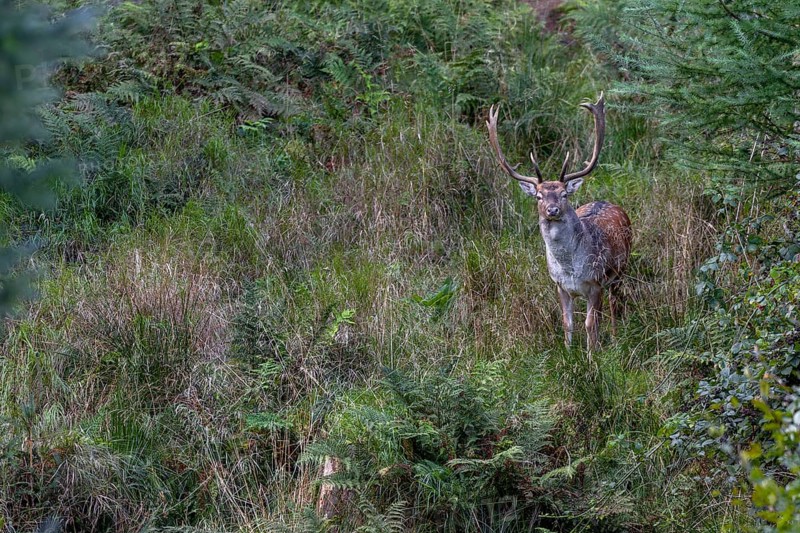 I can observe more and more fallow deer (Dama dama) in the vicinity of the main rutting ground, Germany