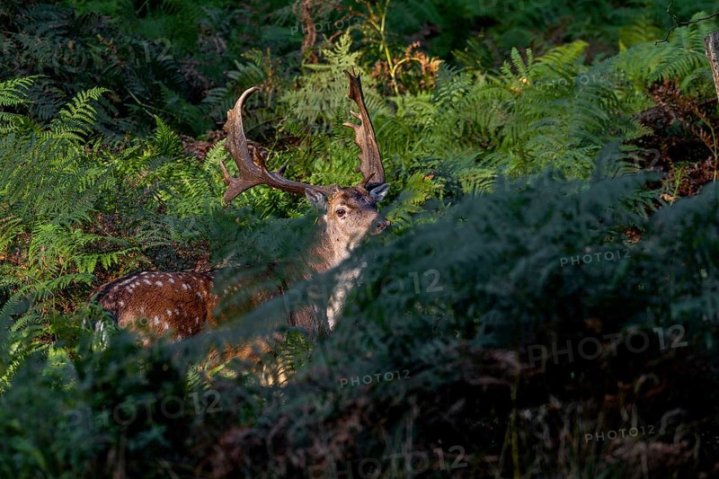 Obscured by the bracken, a strong fallow deer (Dama dama) suddenly stands in front of me, in the end I only manage to take one photo, unfortunately the head is not completely cropped, Germany