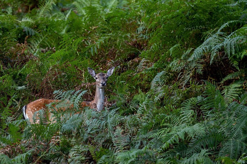 The Dama dama cannot resist the tempting offer of acorns, the upright fern fronds still cover the ground until they are trampled down in the course of a few weeks, Germany
