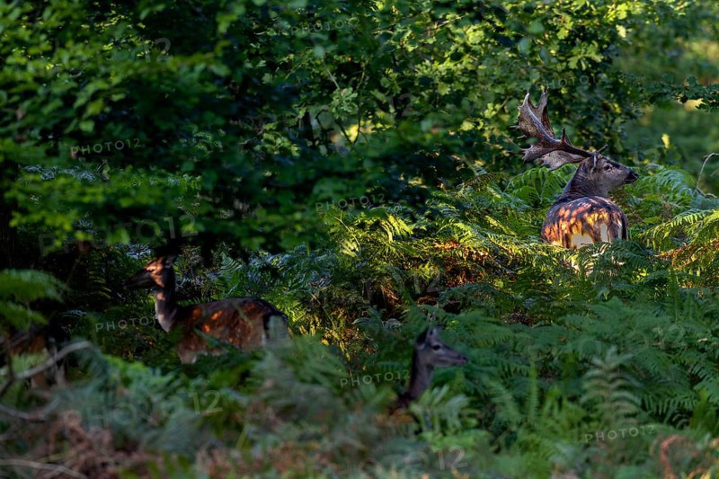 At the end of September, mature fallow deer (Dama dama) seek contact with the fallow deer, the expectation and excitement of the photographer increases, especially when one encounters such a deer, Germany