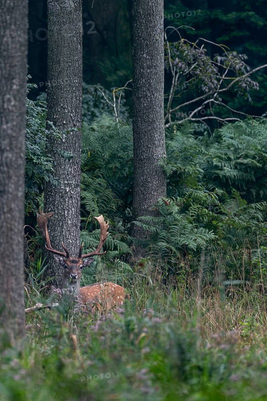 The fallow deer (Dama dama) looks attentively in my direction, then disappears into the jungle of ferns, Feistzeit, Germany