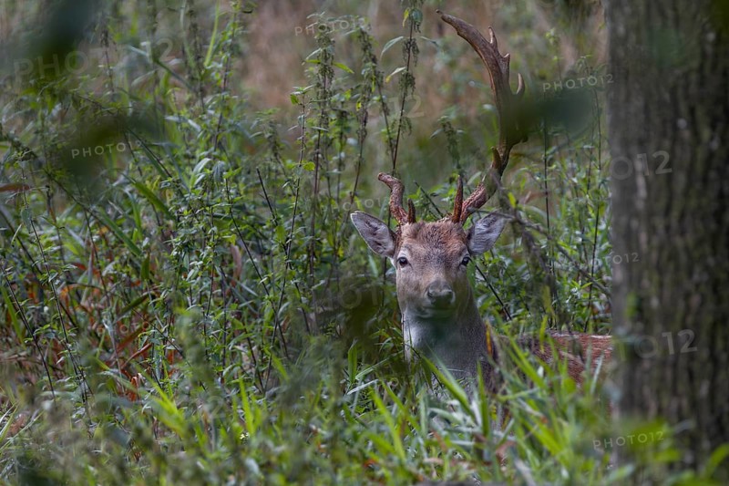 From good cover the fallow deer (Dama dama) looks at the photographer, abnormal, Feistzeit, Germany