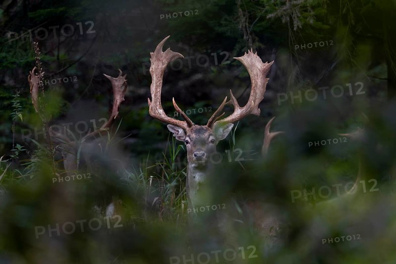 The fallow deer (Dama dama) are still travelling together, but in 3 weeks at the latest they will become rivals in the rut, Feistzeit, Germany