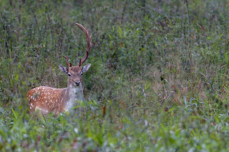 This fallow deer (Dama dama) grows interesting antlers, in technical jargon such a headdress is called abnormal, Feistzeit, Germany