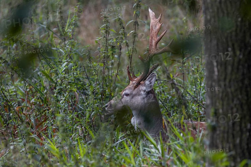 The natural forest meadow offers the fallow deer (Dama dama) good cover, abnormal, Feistzeit, Germany