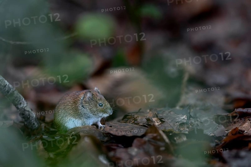 Many food scraps collect under a tit dumpling, the bank vole (Myodes glareolus) cannot resist the offer, vector, hantavirus, Germany
