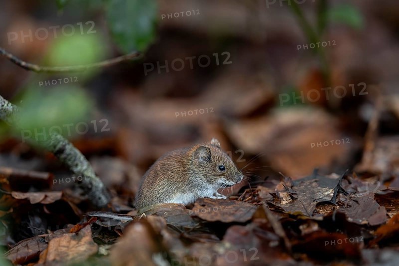 The bank vole (Myodes glareolus) rarely eats directly at the feeding site, it eats in a safe place, vector, hantavirus, Germany